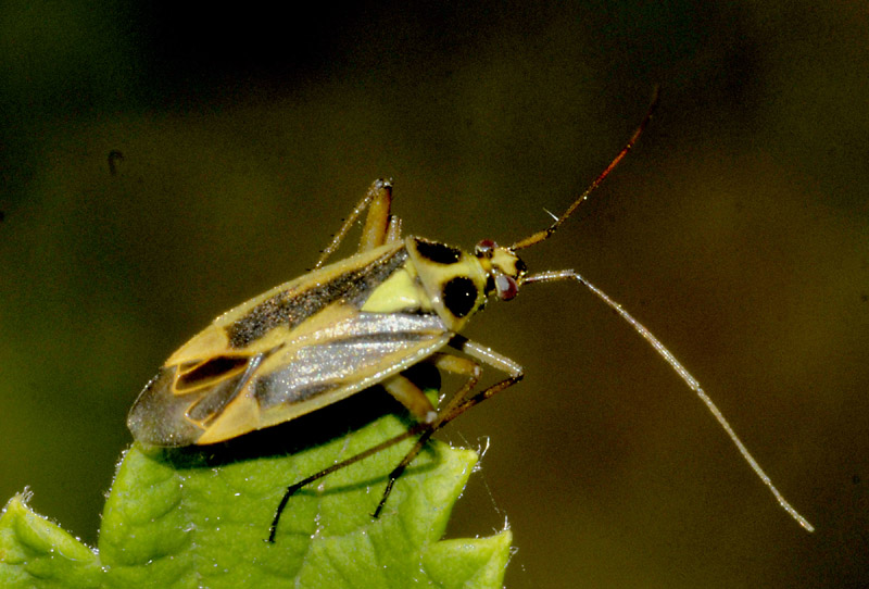 Miridae: Stenotus binotatus